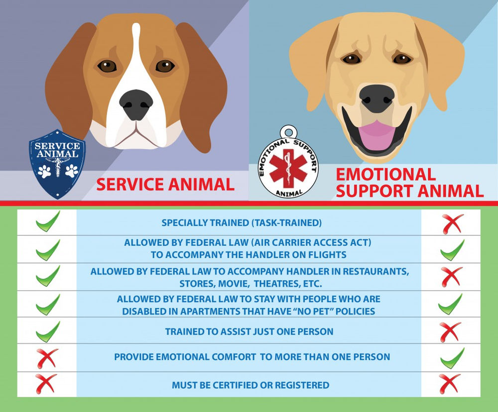 Emotional Support & Service Animal